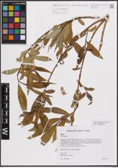 Foto von Salix excelsa S. G. Gmel.